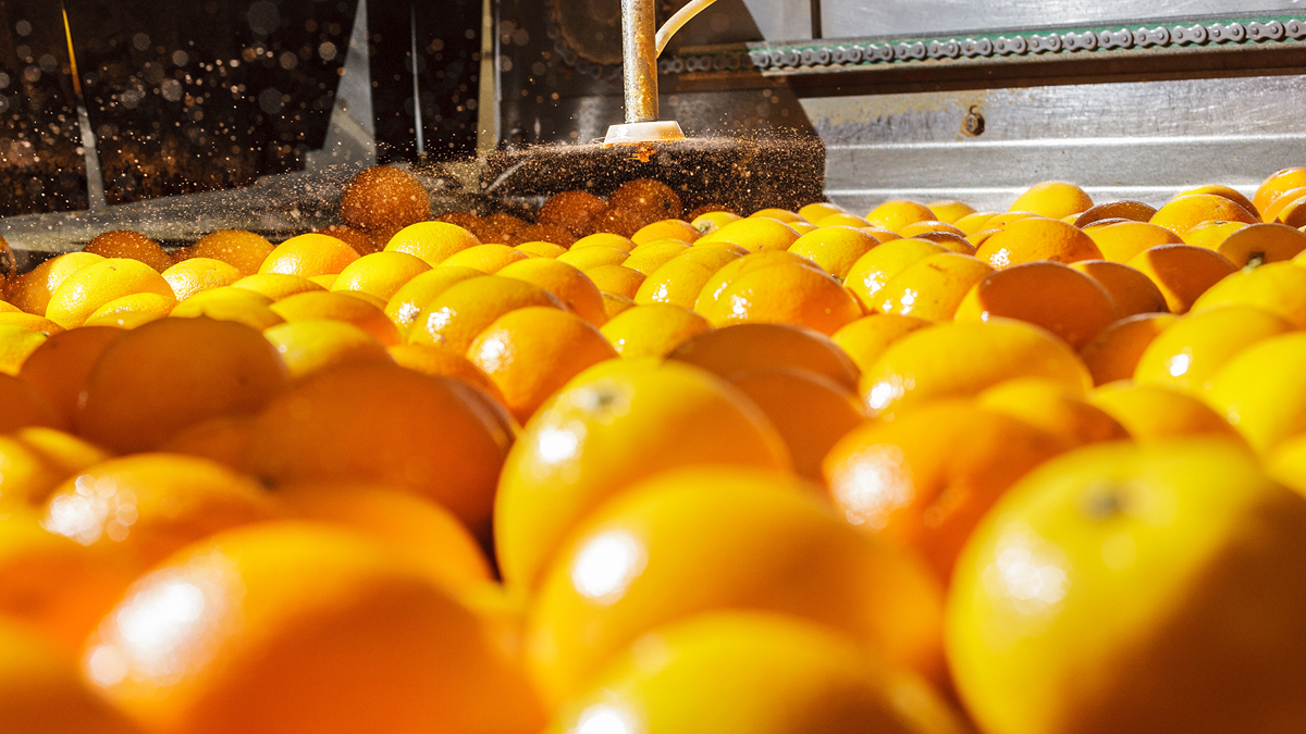 Citrosol Uruguay se consolida como una plataforma para la introducción de nuevas tecnologías postcosecha.png